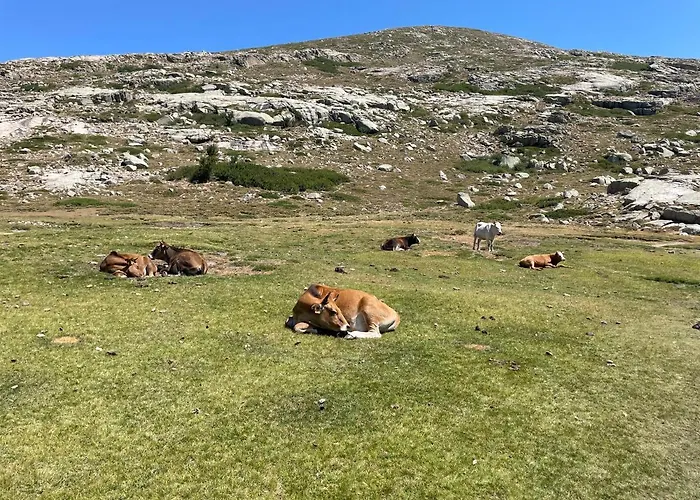 Meuble Vecchio * Porto-Vecchio (Corsica)